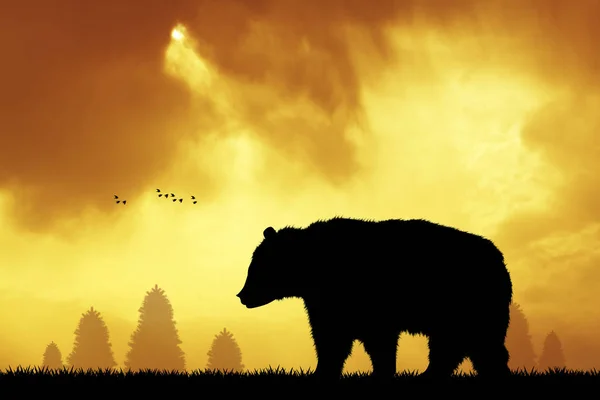Коричневий ведмідь у лісі на заході сонця — стокове фото