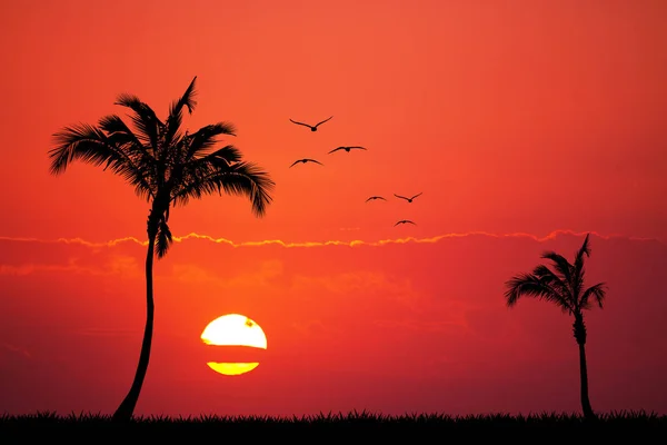 Пальмы на экзотическом острове на закате — стоковое фото