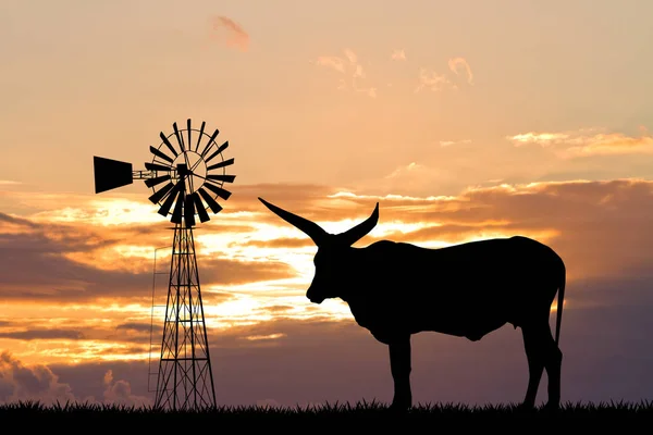 Ox στο ηλιοβασίλεμα — Φωτογραφία Αρχείου
