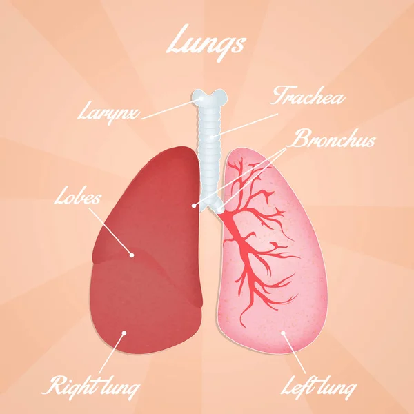 Ilustracja płuc — Zdjęcie stockowe
