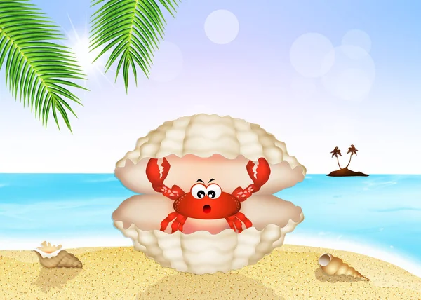 Crabe dans la coquille — Photo