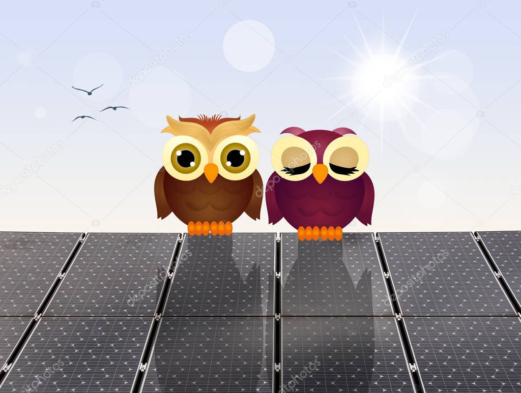 owls on solar panels