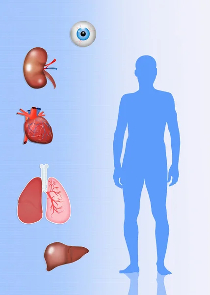 Illustrazione del donatore di organi — Foto Stock