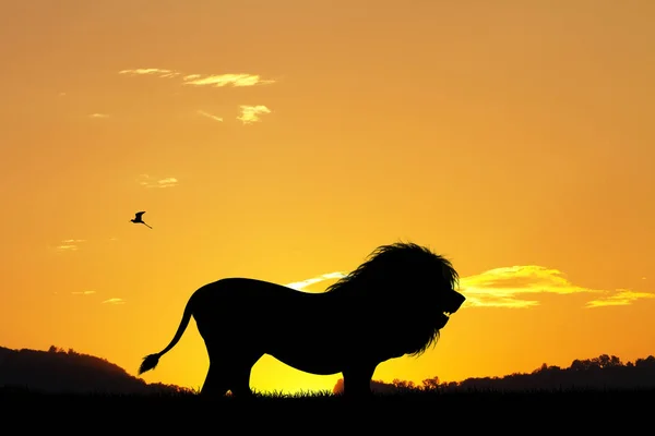 Leeuw silhouet bij zonsondergang — Stockfoto