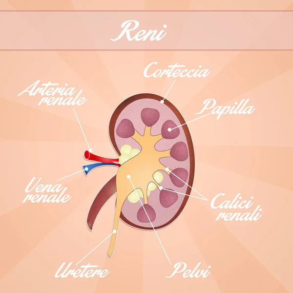 Illustration av njurarna — Stockfoto