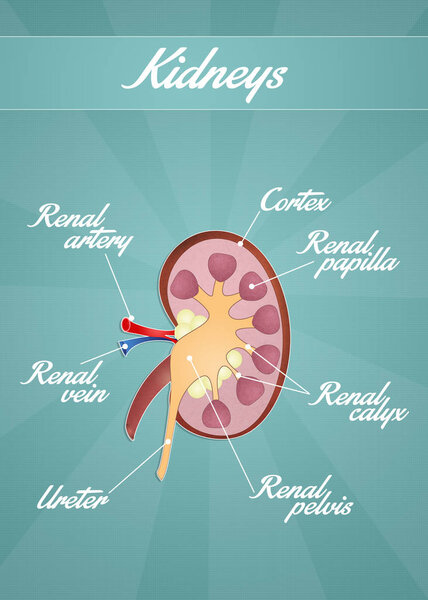 the kidneys scheme