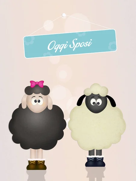 Schattig sheeps echtgenoten — Stockfoto
