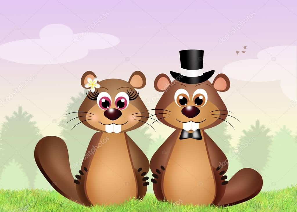 illustration of marmots spouses
