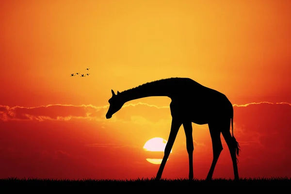 Жираф в африканском пейзаже на закате — стоковое фото