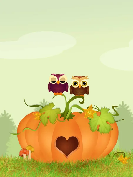 Owls on the pumpkin in a heart shape — Stock Photo, Image