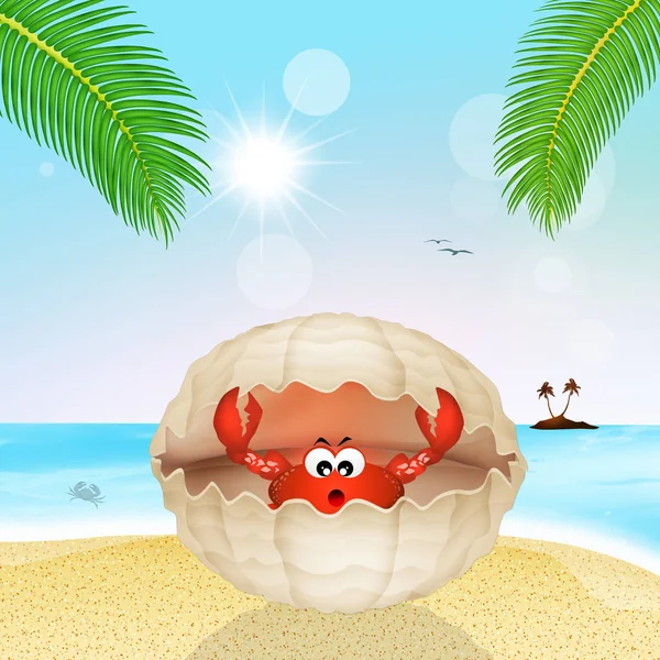 Crabe dans la coquille sur la plage — Photo