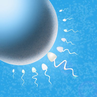 sperm in the uterus clipart