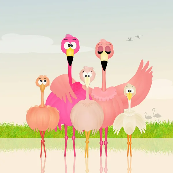 Pembe flamingolar ailesi — Stok fotoğraf