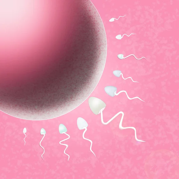 Sperm in the uterus — Stock Photo, Image