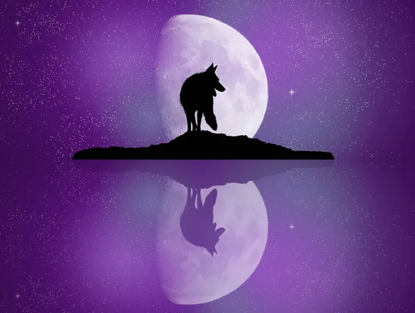 反映在月光下的狼 — 图库照片