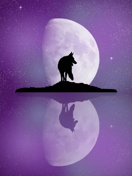 Wolf reflektion i sjön moonlight — Stockfoto