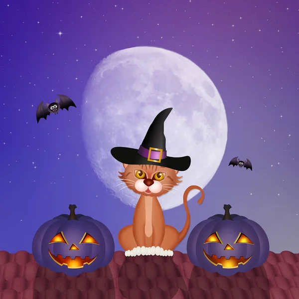 Halloween kat en pumkins — Stockfoto