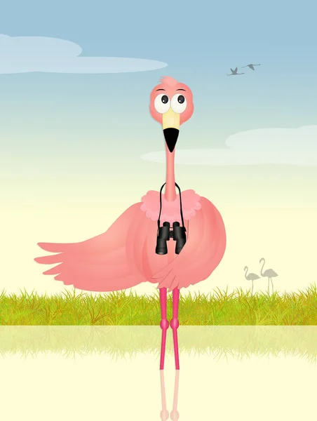Pembe flamingolar izle — Stok fotoğraf