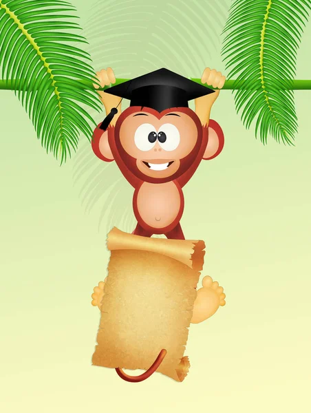 Выпускник обезьяны с пергаментом — стоковое фото