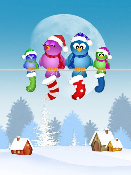 Família de pássaros com meias de Natal — Fotografia de Stock