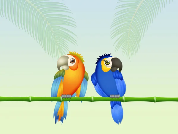 Liebe Vögel Papageien — Stockfoto