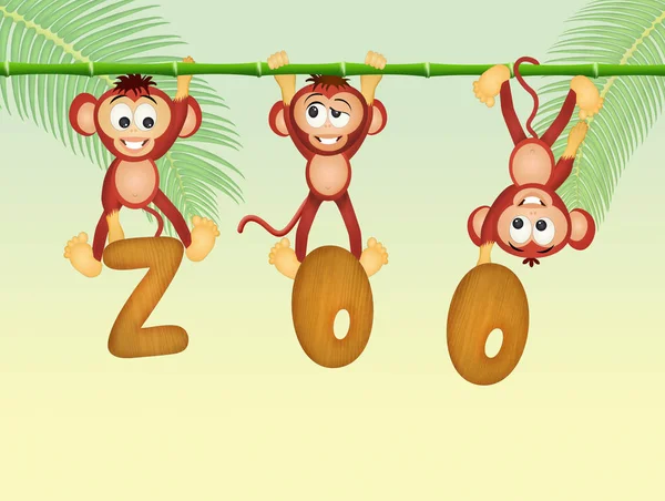 Monkeys in the zoo — Stock Photo, Image