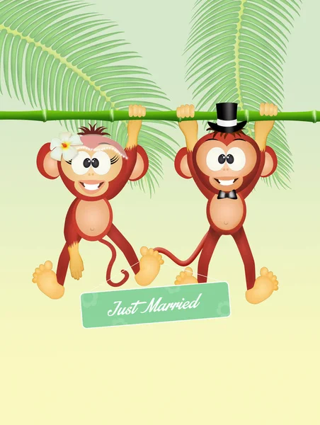 Wedding of monkeys — Stock Photo, Image