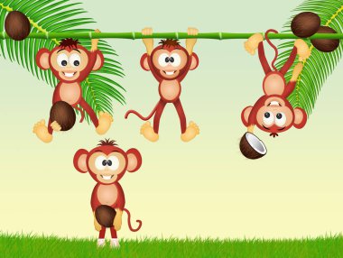 maymunlar ve hindistancevizi