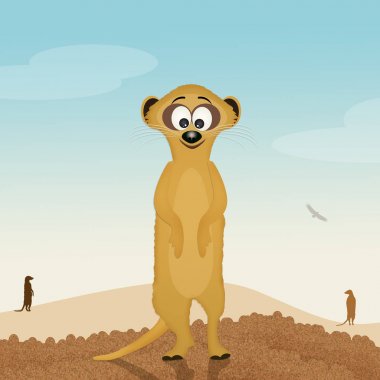 meerkat çölde