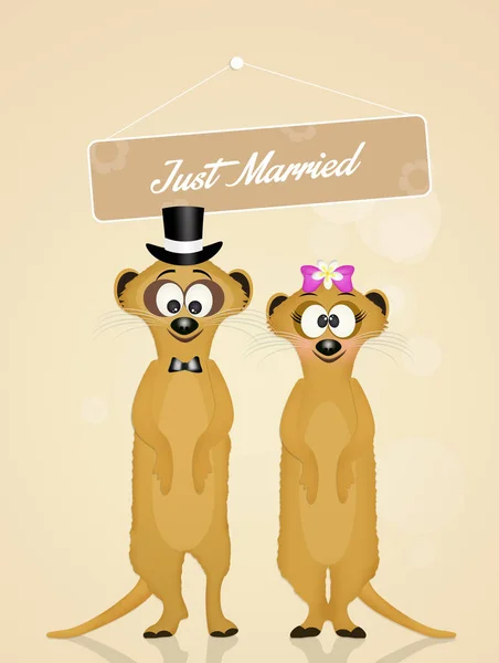 Wedding of meerkats — Stock Photo, Image