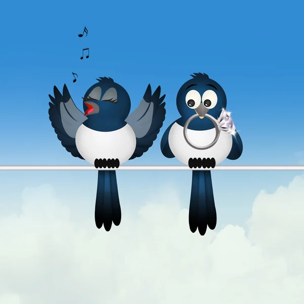 Magpie couple on wire — Stock Photo, Image