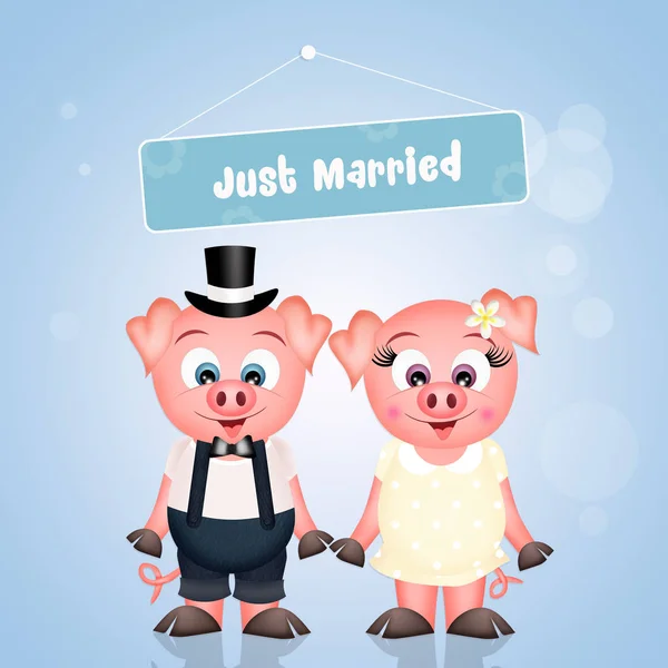 Marriage of pigs — Stock Photo, Image