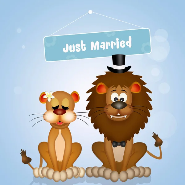 Wedding of lions — Stock Photo, Image