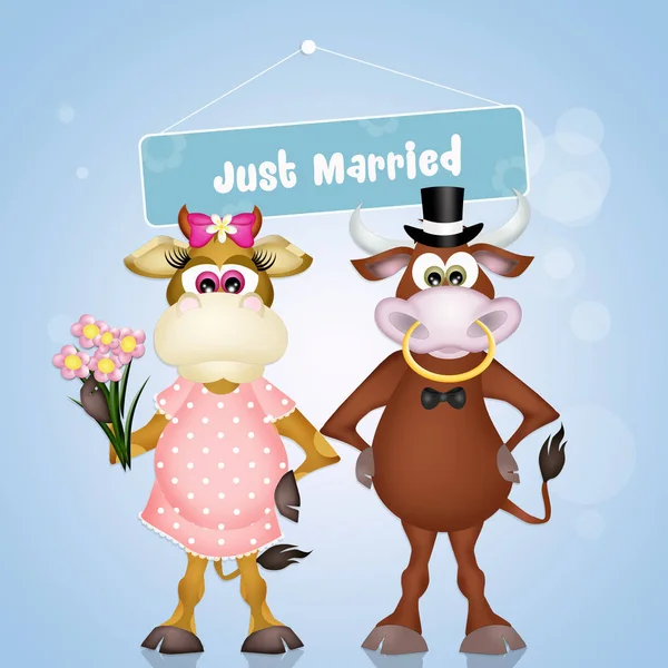 Huwelijk van koeien — Stockfoto