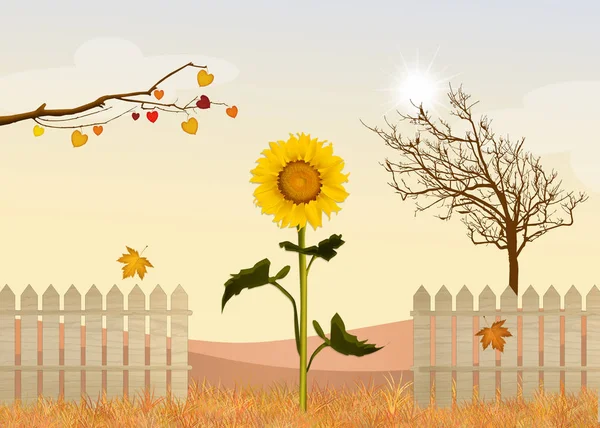 Słoneczniki pola jesienią — Zdjęcie stockowe