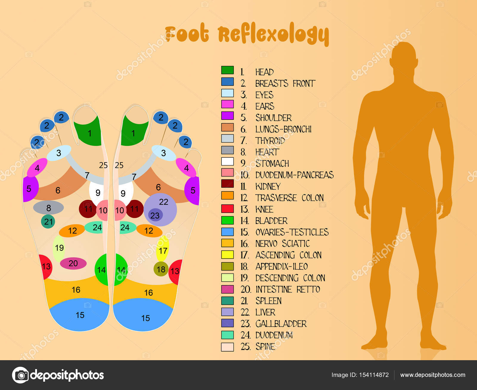 Diagrama de reflexología del pie: fotografía de stock © adrenalina