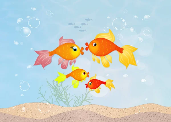 Família de peixes vermelhos — Fotografia de Stock