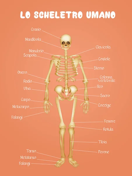 Insan iskeleti diyagramı — Stok fotoğraf