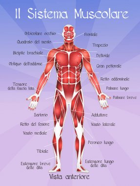 Muscolar sistemi