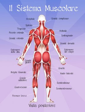 Muscolar sistemi