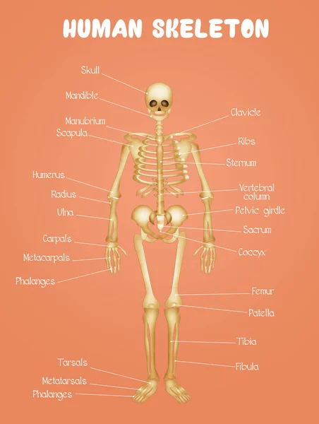 Diagrama del esqueleto humano —  Fotos de Stock