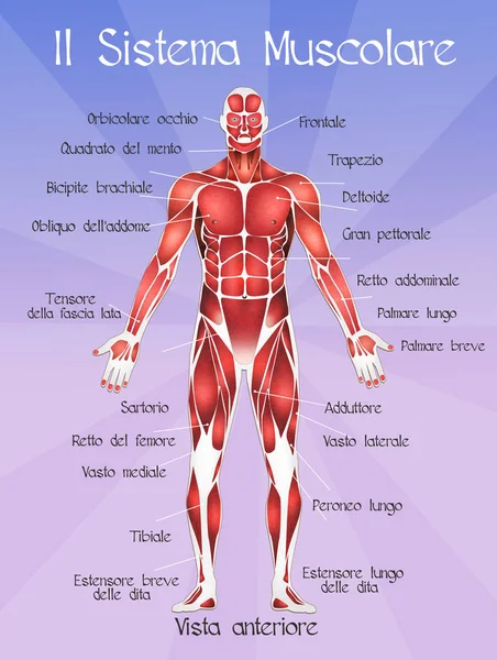 O sistema muscolar — Fotografia de Stock