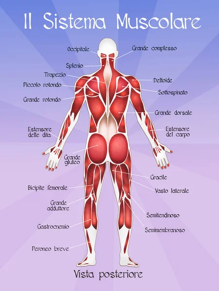 Muscolar systemet — Stockfoto