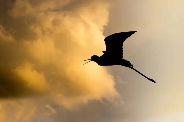 Pássaro ao pôr do sol — Fotografia de Stock