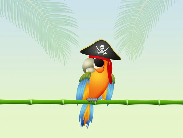 Grappige piraat papegaai — Stockfoto