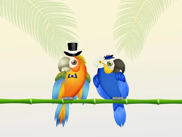 Wedding of parrots — Stock Image Wedding of parrots Stock Image
