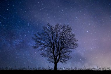 Yıldızlı gökyüzü ile gece ağaç