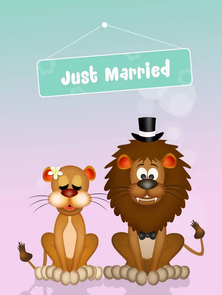 Bruiloft van leeuwen — Stockfoto