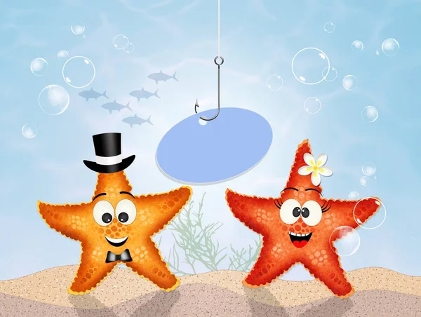 aşık starfishes