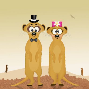 aşık suricata